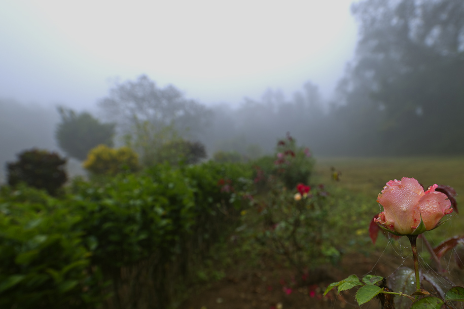 'Rose in the Mist' (Dec 2009) - Chitwan, Nepal