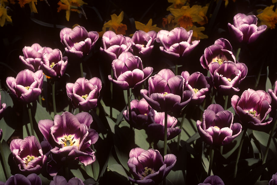 'Tulip 4' (Apr 1987) -  Keukenhof Gardens, Holland