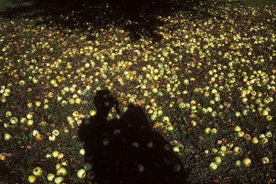 'Fallen Apples and Shadows' (Oct 1988) -  Tamm, West Germany
