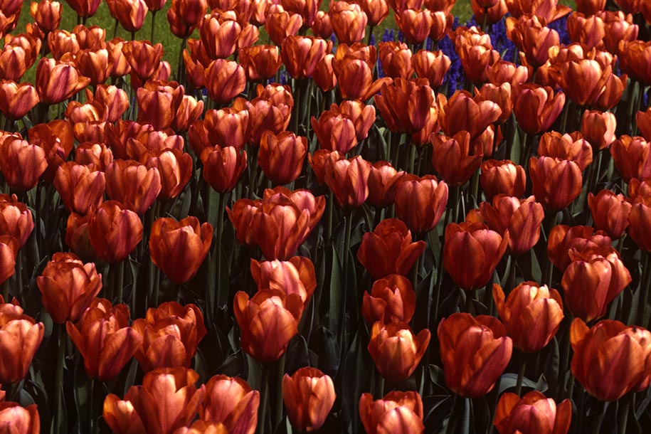 'Tulip 6' (Apr 1987) -  Keukenhof Gardens, Holland