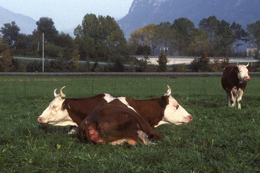 'Two-Headed Cow?' (Oct 1988) - Interlaken Ost, Switzerland