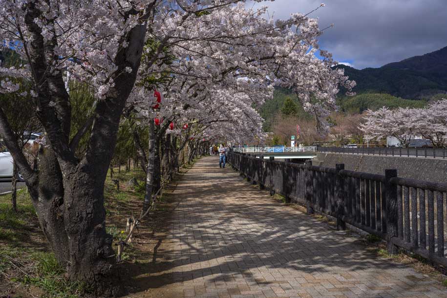 'Cherry Blossom Park' (Apr 2023) - Kawaguchiko, Japan