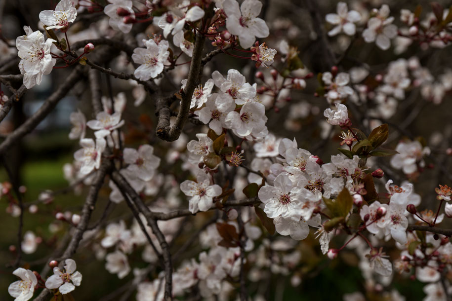 'Cherry Blossom 9' (Mar 2024) - Osaka, Japan