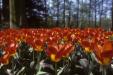 'Tulip 1' (Apr 1987) - Keukenhof Gardens, Holland
