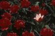 'Tulip 2' (Apr 1987) -  Keukenhof Gardens, Holland
