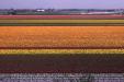 'Tulip Field' (Apr 1987) -  Keukenhof Gardens, Holland