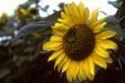 'Sunflower' (Jun 1983) - Cameron Highlands, Malaysia