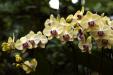 'Moth Orchid' (Jul 2012) - Botanic Garden, Singapore