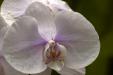 'White Moth Orchid' (Jul 2012) - Botanic Garden, Singapore