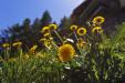 'Wild Yellow Flowers' (Jun 2014) - Zermatt, Switzerland