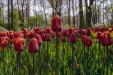 'Tulip 30' (Apr 2017) - Lisse, Netherlands