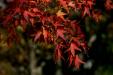 'Red Maple Leaves' (Nov 2018) - Kawaguchi, Japan