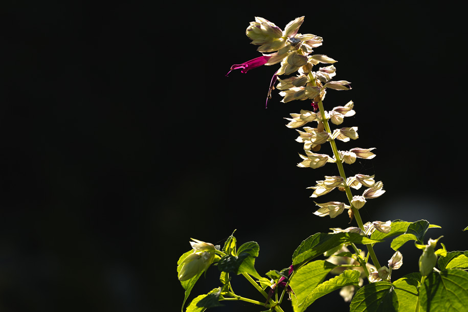 'Glowing under the Sun' (Dec 2009) - Pokhara, Nepal
