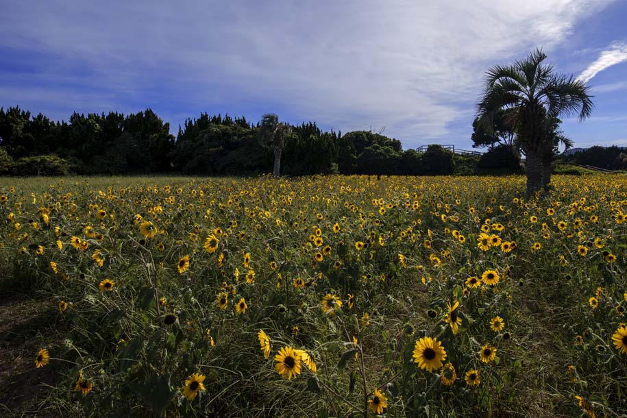 'Sunflower 3' (Jul 2024) - Tahara, Japan