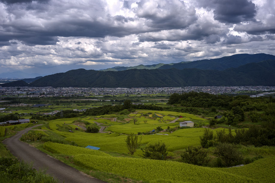 'Padi Field' (Aug 2023) - Nagano, Japan