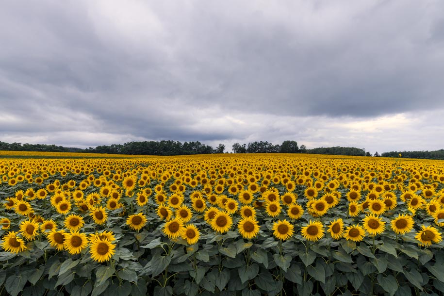 'Sunflower 4' (Aug 2024) - Hokkaido, Japan