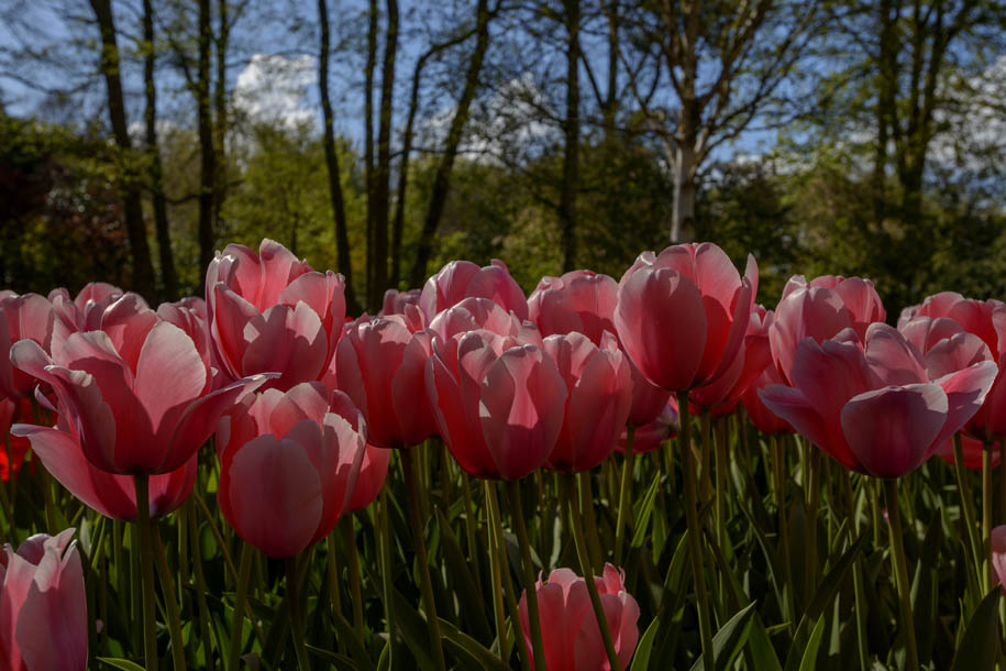 'Tulip 68' (Apr 2017) - Lisse, Netherlands