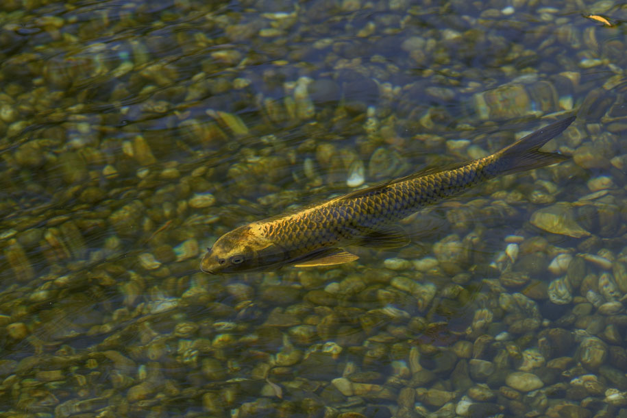 'Golden Fish' (Aug 2024) - Hamamatsu, Japan