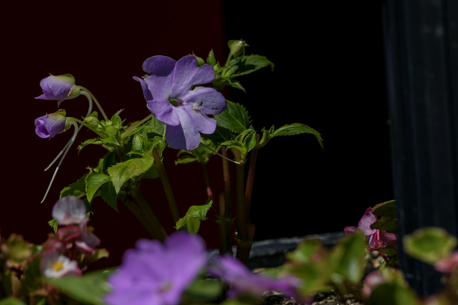 'Holes in the Petal' (Jul 2024) - Hokkaido, Japan
