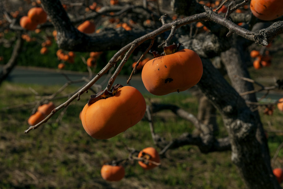 'Hanging Persimmon' (Oct 2025) - Toyohashi, Japan