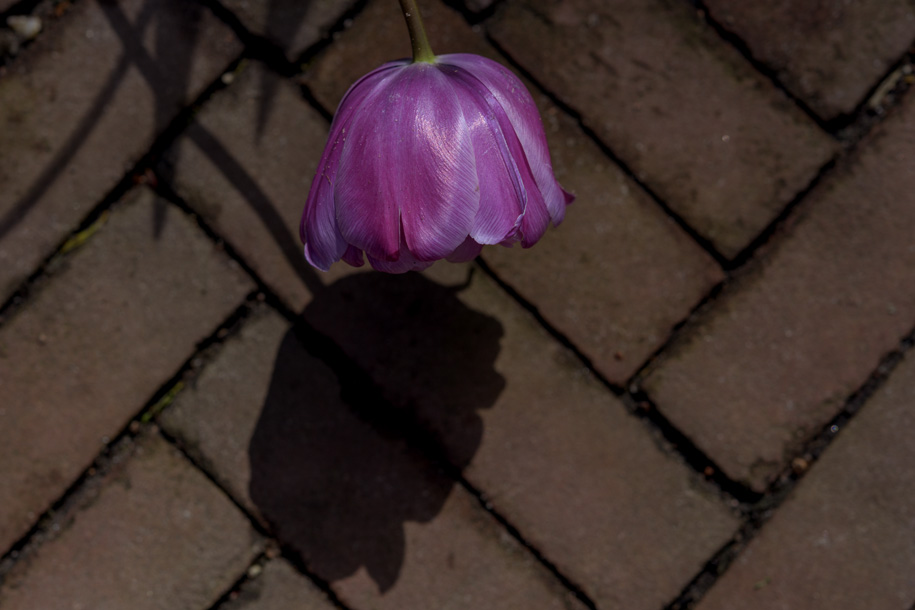 'Tulip 72' (Apr 2017) - Lisse, Netherlands