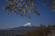 'Mount Fuji with Cherry Blossom' (Apr 2023) - Fujiyoshida, Japan