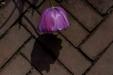 'Tulip 72' (Apr 2017) - Lisse, Netherlands